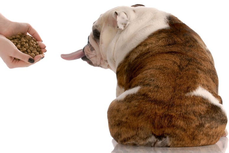 Perché il cane vomita? Giallo, schiuma, cibo e altro